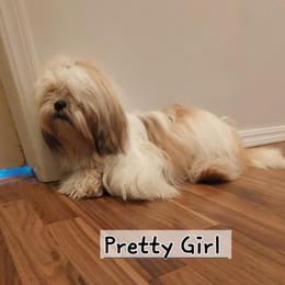 Pretty Girl - Lhasa Apso