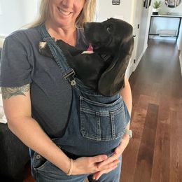 Rizzo - Basset Hound