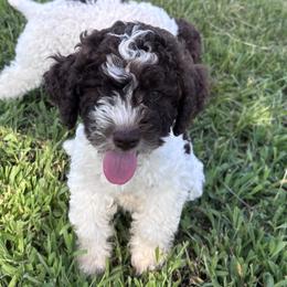 Boy 2 - White male Lagotto Romagnolo puppy in Talladega, Alabama from Boardwalk Water Dogs