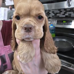 Nugget - Sable female Cocker Spaniel puppy in Northampton, Pennsylvania from ChristMos Cockers