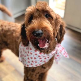 Knoxxie - Goldendoodle