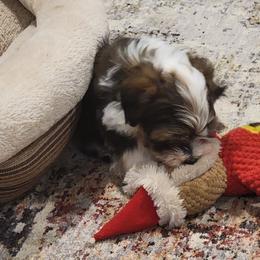 Beau - Red male Havanese puppy in Tarrant County, Texas from Jerico Havanese