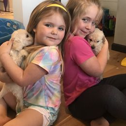 Goldendoodle Puppies from Blue Valley Goldendoodles