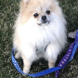 Capri - Pomeranian