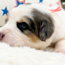 Splash - Tri-color female Bernedoodle puppy in Hegins, Pennsylvania from Bubbling Springs Doodles, LLC