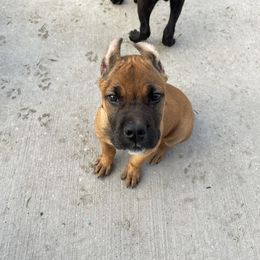 Cane Corso Puppies from Bayou Cane Corso