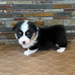 Boy 3 - Black and tan male Pembroke Welsh Corgi puppy in Visalia, California from VIP Stables