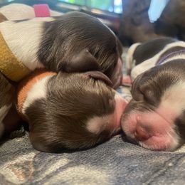English Springer Spaniel Puppies from M L Springers