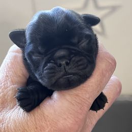 Girl 1 - Black female Pug puppy in Checotah, Oklahoma from Baxter Family Pugs
