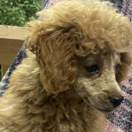 Poodles from Cami’s Colorado Cuties