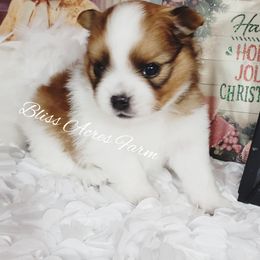 Chihuahua and Pomeranian Puppies from Bliss Acres Farm
