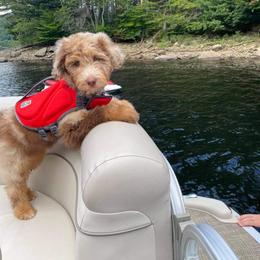Aussiedoodle and Bernedoodle Puppies from Rowe Farms Aussiedoodles
