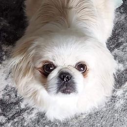 Zoey - Pekingese