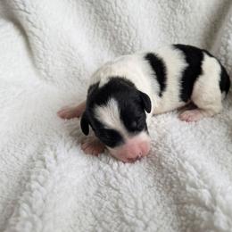 Rio-black phantom parti - Phantom male Poodle puppy in Cypress Inn, Tennessee from Nine Pines Poodles
