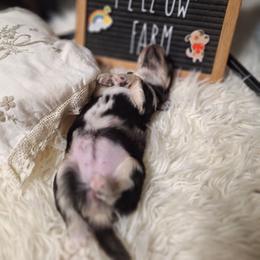 Blk with more white 1 - Dapple female Dachshund puppy in Gordon, Georgia from Long Dogs Yellow Farm