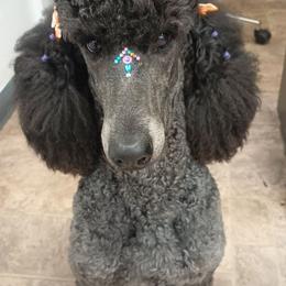 River - Poodle