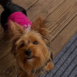Southern Yorkies Kyo - Yorkshire Terrier