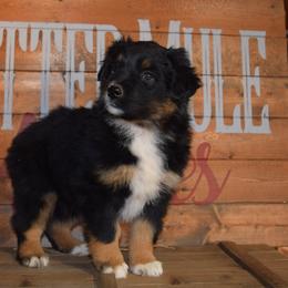 Fanta - Black tri-color female Australian Shepherd puppy in Wichita Falls, Texas from Spotted Mule Aussies