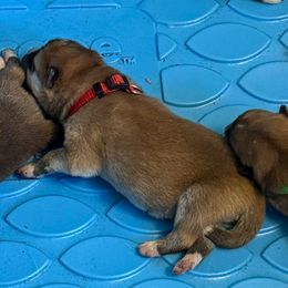 Oushin - Red male Japanese Akitainu puppy in Hubert, North Carolina from Miyo Ken