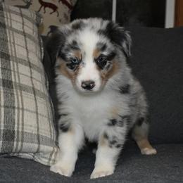Deity - Blue merle female Australian Shepherd puppy in Altmar, New York from E&C Australian Shepherds