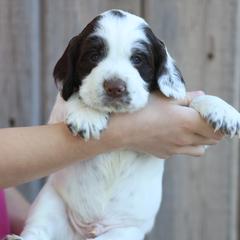 English Cocker Spaniel Puppies from HighBrassGunDogs