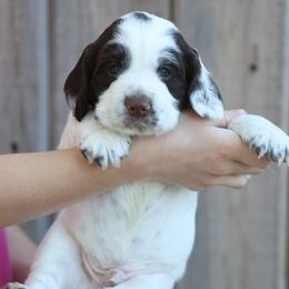 English Cocker Spaniel Puppies from HighBrassGunDogs