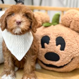 Freddy - Caramel red Australian Labradoodle puppy in Palmdale, California from Doodles_Ko