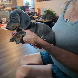 Blue - Blue and tan female Dachshund puppy in Sacramento, California from Cathy's Dachshunds