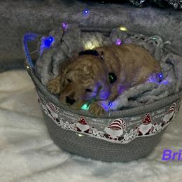 Bristol - Apricot female Goldendoodle puppy in Sanderson, Florida from Serenity Goldendoodles