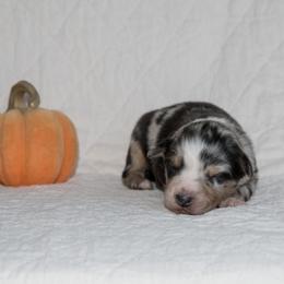 Robert Plant - Blue merle male Australian Shepherd puppy in Bristol, New Hampshire from NewFound Lake Aussies