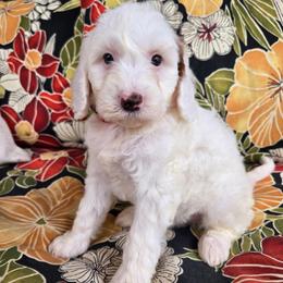Reuben - Parti male Goldendoodle puppy in Fordland, Missouri from K&K's Puppy Kingdom