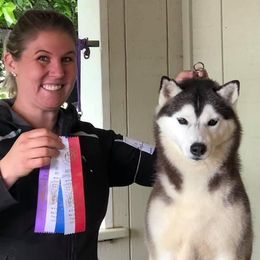 Maddie - Siberian Husky