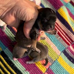 Fawn and tan male Price: 4,700 - Fawn male Chihuahua puppy in Summerfield, Florida from Uey’s Chihuahuas