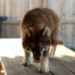 Toby - Brown and white male Siberian Husky puppy in Deer Park, Texas from SouthernBell Siberian Huskies