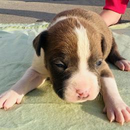 Raisin - Blue brindle female American Staffordshire Terrier puppy in Guilford County, North Carolina from Explicit Kennel