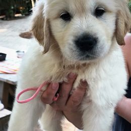 Golden Retriever Puppies from Big Rock Goldens