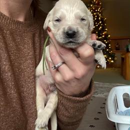Lucky (green collar) - Light golden male Golden Retriever puppy in Waynesburg, Ohio from Avalon English Retrievers