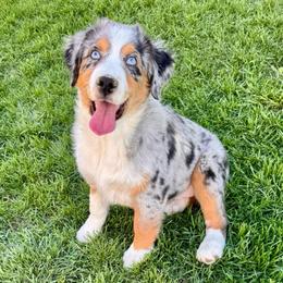 Hope - Blue merle female Miniature American Shepherd puppy in Tonasket, Washington from V5 Aussies
