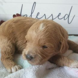 Australian Labradoodle Puppies from Lake Keowee Labradoodles