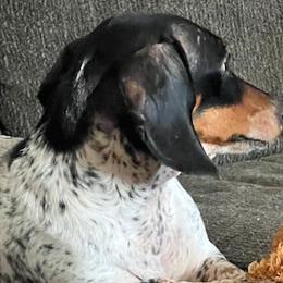 Febee - Dachshund