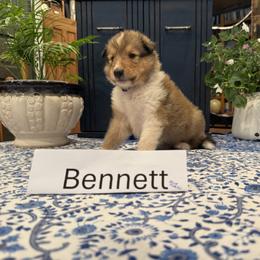 Bennett - Sable and white male Collie puppy in Sedalia, Missouri from Brown Acres Collies