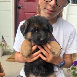 Sybil-Purple collar - Black and red female German Shepherd puppy in Ronan, Montana from Semper Fi K9 Montana