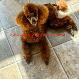 Cinna - Poodle