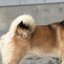 Shiba Inu from Midnight Shiba Kennel