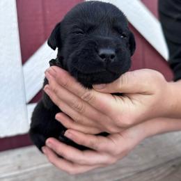 Lily - Black female Labrador Retriever puppy in Garnett, Kansas from Timberland Creek Labradors