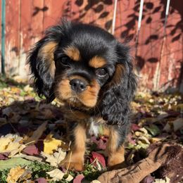 Stefan - Black and tan male Cavalier King Charles Spaniel puppy in Tooele, Utah from Ikkes Cavaliers MRI cavaliers in Utah