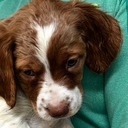 Zina boy 1 - Orange and white male Brittany puppy in Floyd Knobs, Indiana from Cross Creek Brittanys
