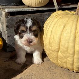 Tratty - Black and white male Havanese puppy in Reese, Michigan from Windy Hill Havanese