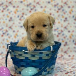 Pippin - Yellow male Labrador Retriever puppy in Isle, Minnesota from Dog Ear Outfitters