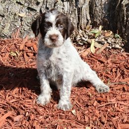 Boy 5 - Brown and gray male Wirehaired Pointing Griffon puppy in Afton, Wisconsin from Daehler's Wirehaired Pointing Griffons